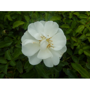 Rosier buisson opalia