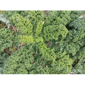 Chou kale (non pommé)