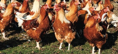 Chapon poulet de noël prêt à cuire 3 à 4kg