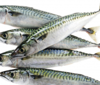 Maquereau de ligne vidé