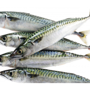 Maquereau de ligne vidé