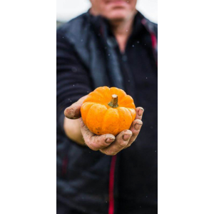 Courge jack be little