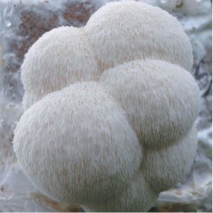 Hydne hérisson (lion's mane) bio frais