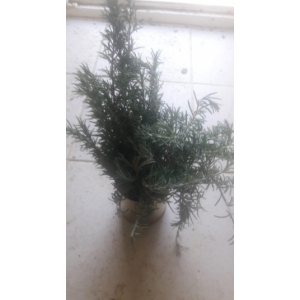 Romarin bouquet 300g