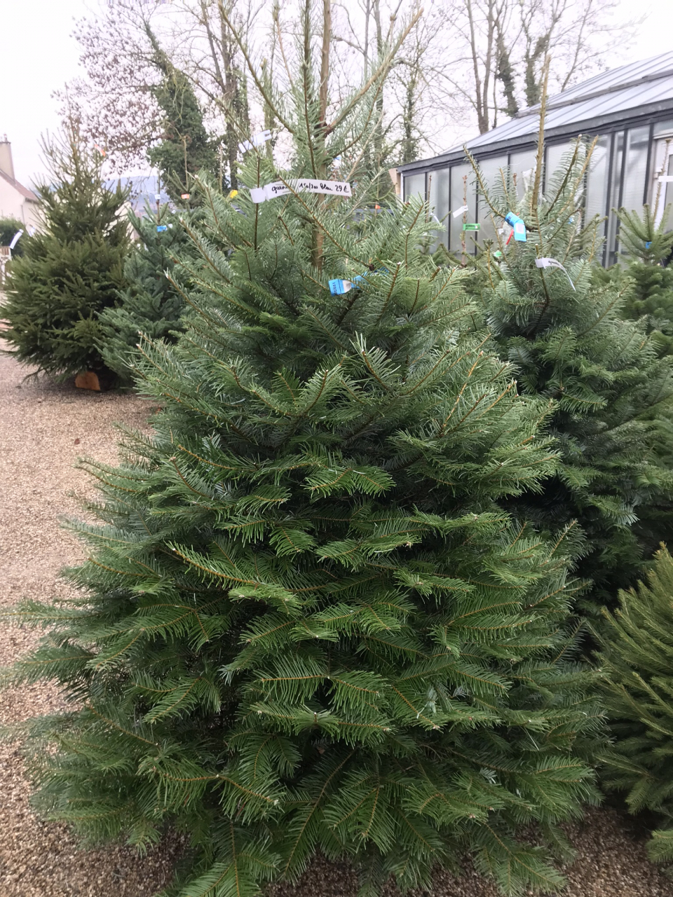 Sapin grandis 3 formats La Rose D Or Locavor.fr