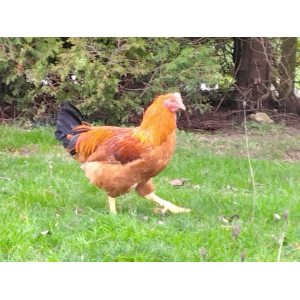 Chapon fermier prêt à cuire