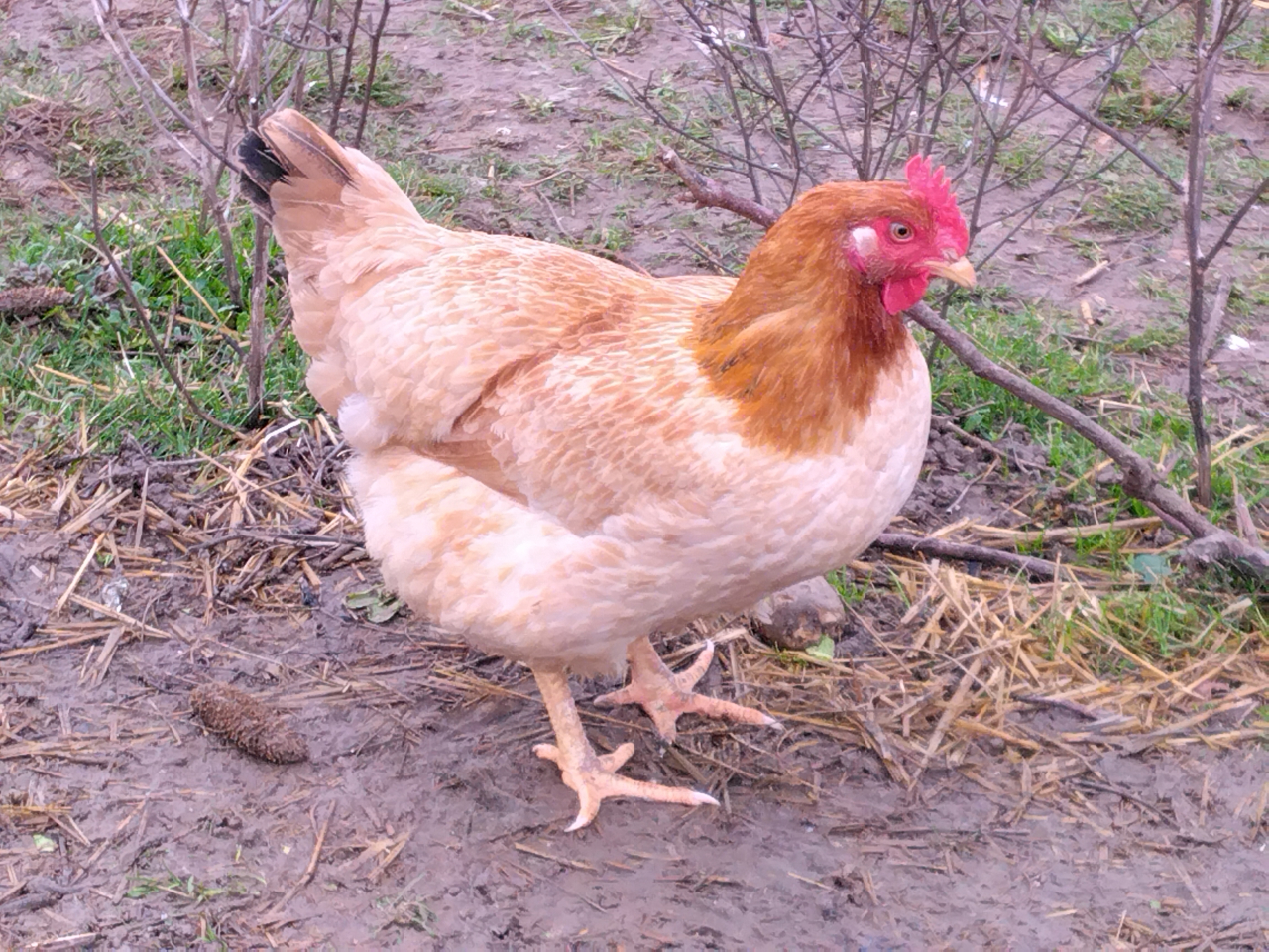 Poularde fermière prête à cuire - 2.50 kg - Ferme Du Vizan - Locavor.fr