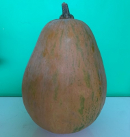 Courge musquée sucrine du berry