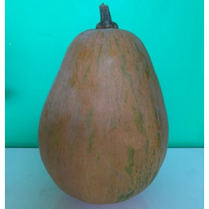 Courge musquée sucrine du berry