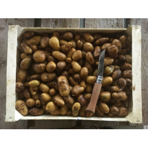 Pommes de terre grenaille