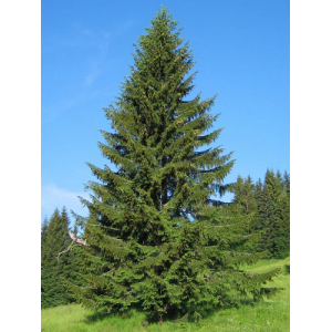 Huile essentielle épicéa commun