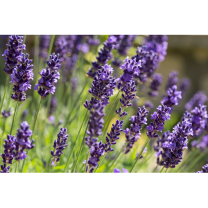 Huile essentielle de lavande vraie