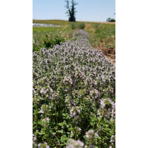 Huile essentielle thym linalol