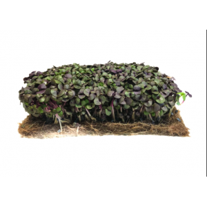 Micropousse de basilic rouge (herbacée)