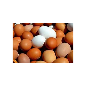 Oeufs bio declassés