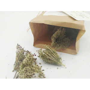 Tisane du barde - carotte sauvage