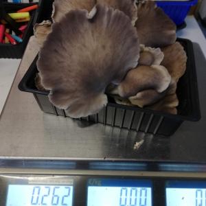 Pleurotes gris ou marrons