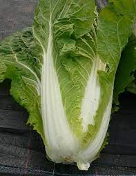 Graines Bio à Semer - Chou Rave Superschmelz- Association Kokopelli - Gamm Vert