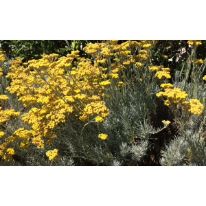 Plant hélichryse italienne