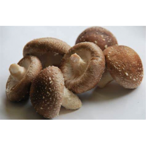 Shiitake frais