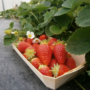 Plant individuel de fraisier cantaliss