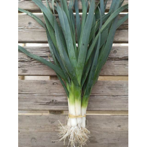 Poireaux mini vinaigrette