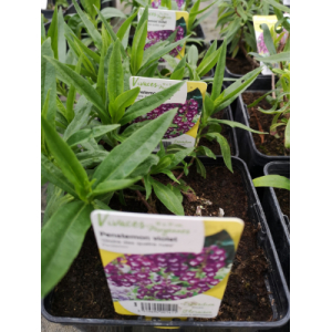 Penstemon violet en pot de 3l