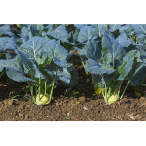 Plants de chou-rave