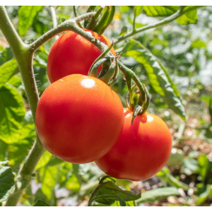 Plant tomate précoce glacier