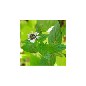 Plant de menthe verte