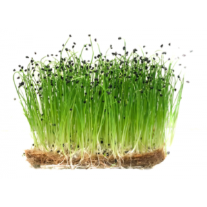 Micropousse de poireau (herbacée)
