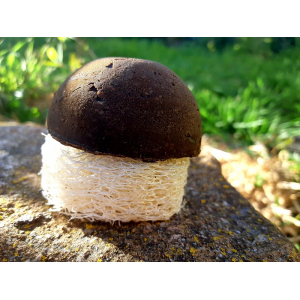 Shampoing solide végétal cheveux atypiques