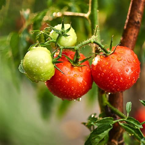 TOMATE Délice des jardiniers Bio