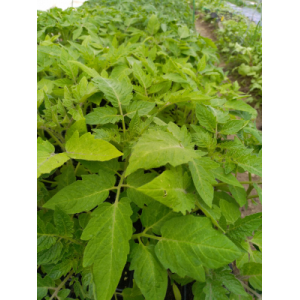 Plants de tomates bio, variétés anciennes