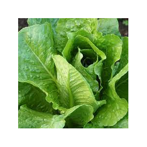Salade romaine