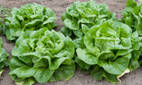 Salade laitue verte