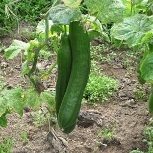 Plant concombre rollison's telegraph