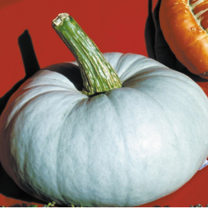 Plant courge potiron bleu de hongrie