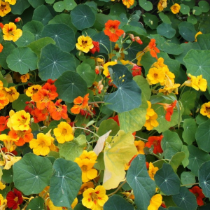 Plant fleur capucine grimpante