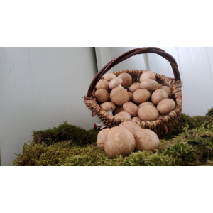 Champignons bruns de paris frais 250g