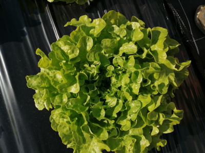 Salade feuille de chêne verte