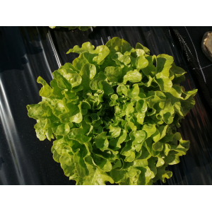 Salade feuille de chêne verte