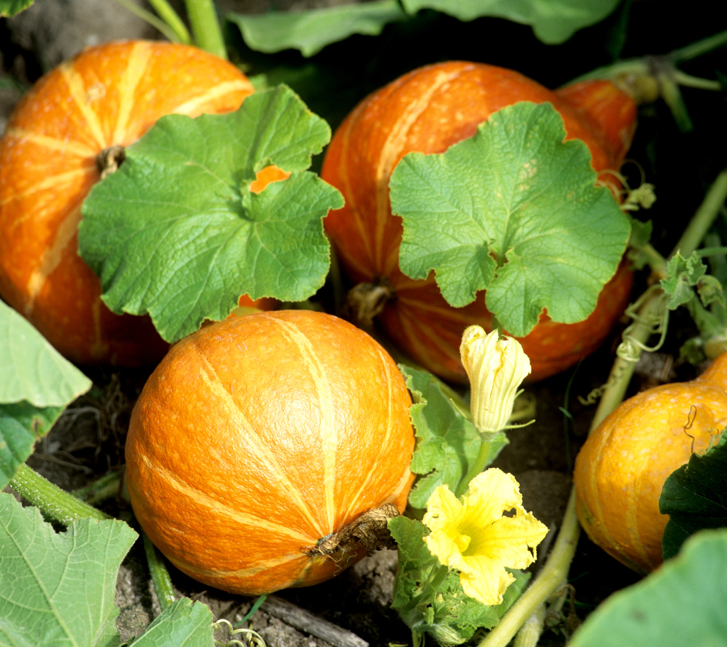Plant de courge potimarron - 1 u - Ferme De Layat - Locavor.fr
