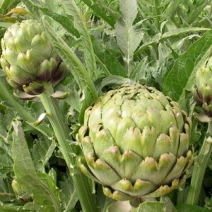 Plant d artichaut