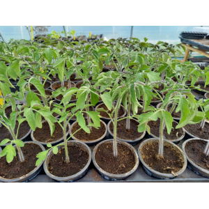 Tomate ancienne green zebra