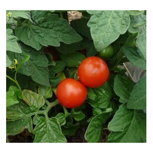Plant tomate cerise - red robin (naine)