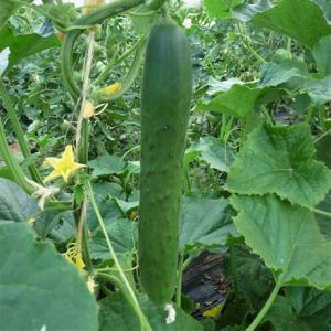 Plant concombre - tanja