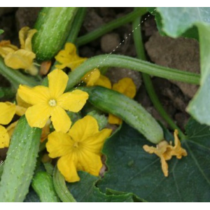 Plant cornichon - vert fin de meaux