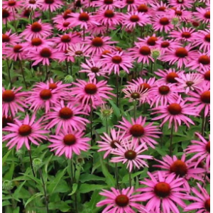 Plant rudbeckia (vivace)