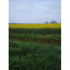 Duo colza - printemps (17)